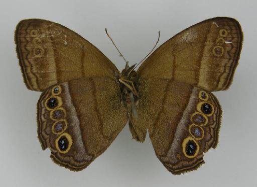 Euptychia erigone Butler, 1867 - BMNH(E)_ 1204749_Yphthimoides_(Euptychia)_maepius_maepius_erigone_Butler_T_male (3)