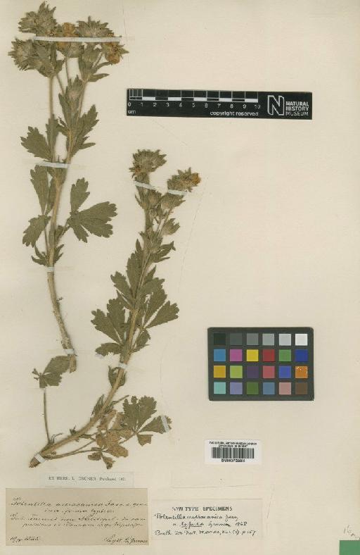 Potentilla detommasii Ten. - BM000750699