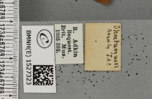 Malacosoma castrensis castrensis (Linnaeus, 1758) - BMNHE_1527323_label_198953