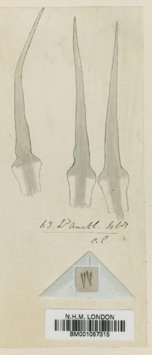 Breutelia robusta (Hook.f. & Wilson) A.Jaeger - BM001087315