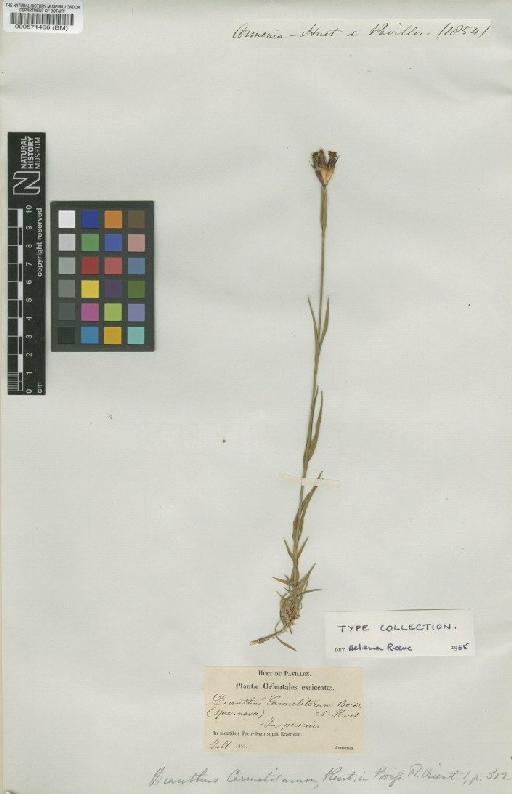 Dianthus carmelitorum Boiss & Huet. - BM000571466