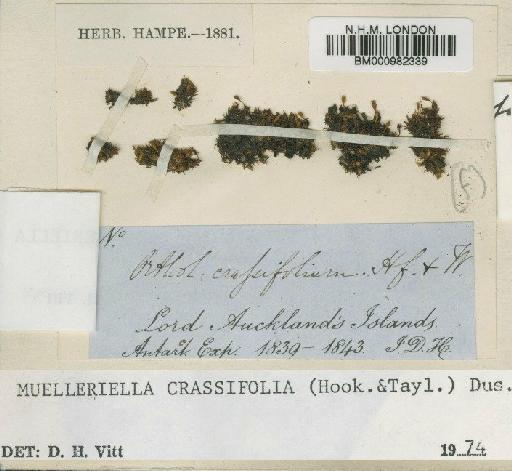 Muelleriella crassifolia (Hook.f. & Wilson) Dusén - BM000982339