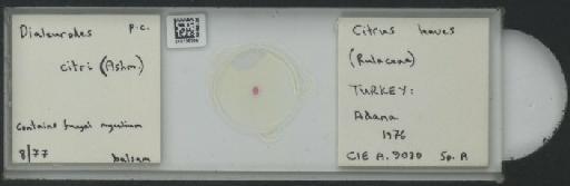 Dialeurodes citri Ashmead, 1885 - 010135225_117715_1091995