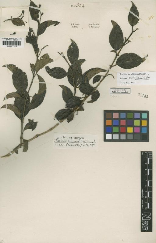 Solanum lasiopodium Dunal - BM000778213