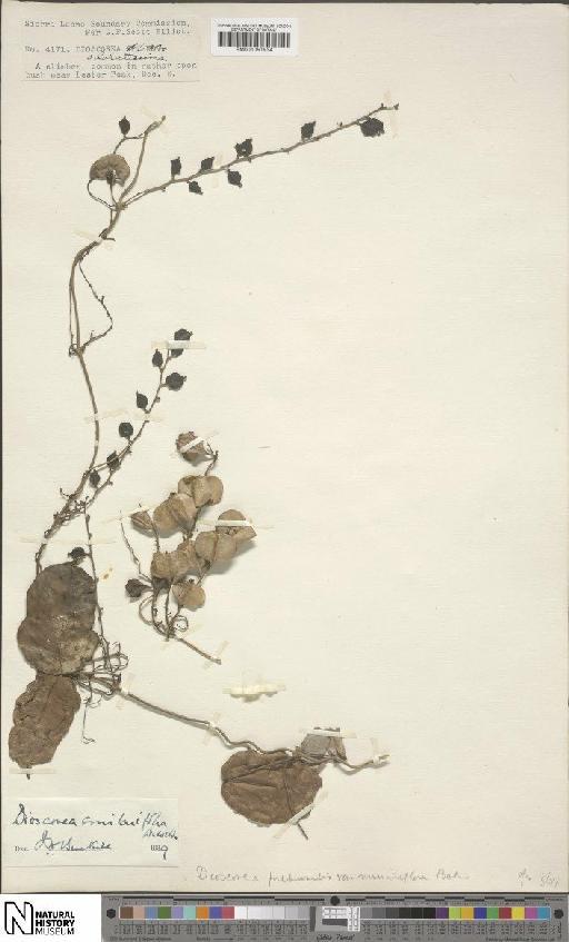Dioscorea smilacifolia De Wild. & T.Durand - BM001051934