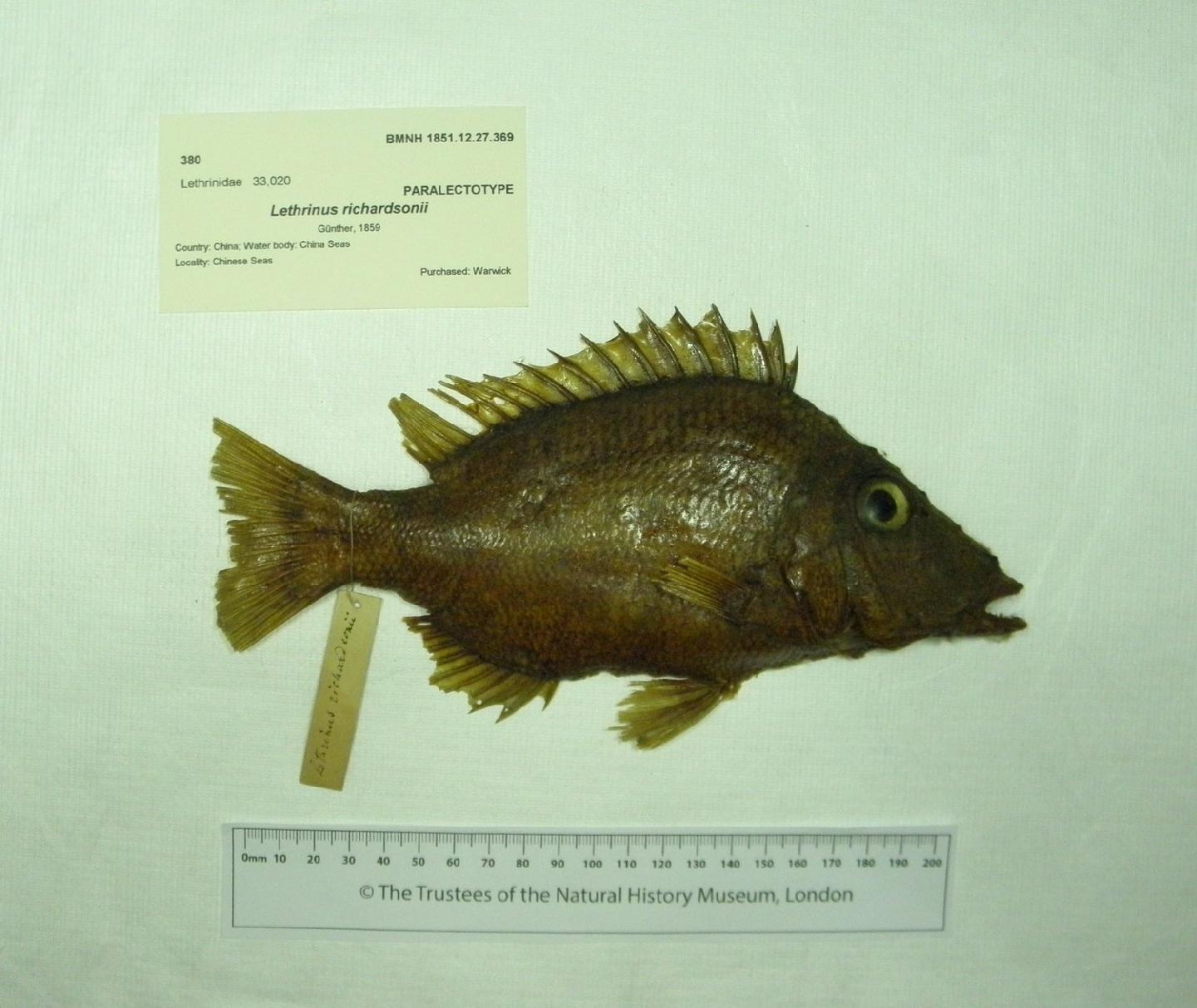 To NHMUK collection (Lethrinus richardsonii Günther, 1859; PARALECTOTYPE; NHMUK:ecatalogue:2583721)