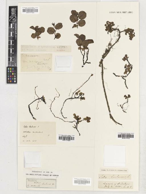 Salix herbacea L. - BM001074209