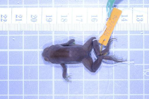 Callulops humicola compta (Zweifel, 1972) - Image of specimen 1961.850
