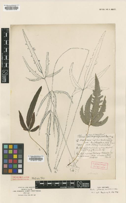 Pteris pellucida C.Presl - BM000592387