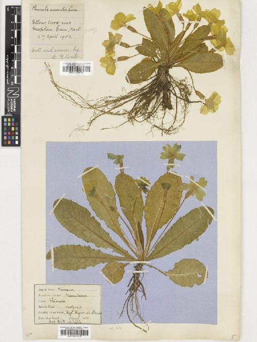 Primula vulgaris Huds. - BM001036762