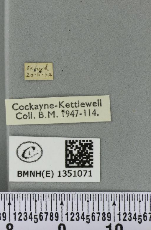 Korscheltellus lupulina ab. dacicus Caradja, 1893 - BMNHE_1351071_label_186190