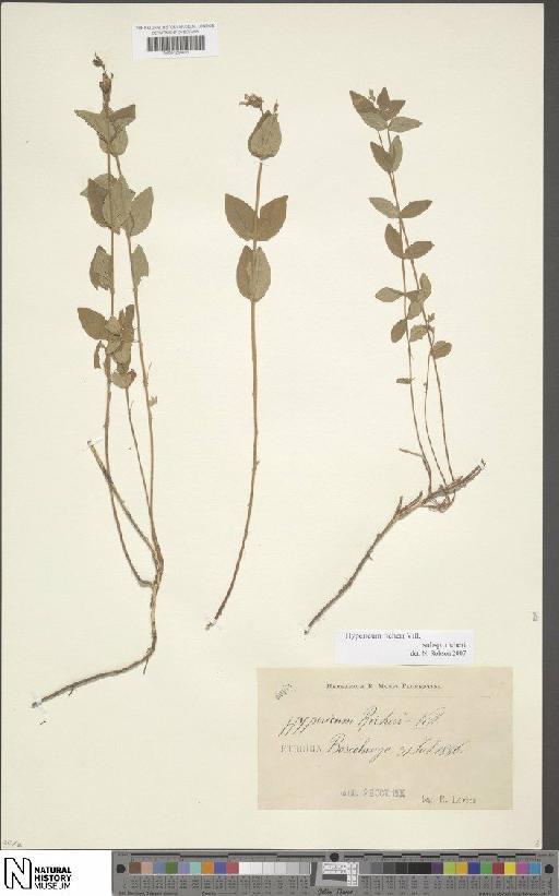 Hypericum richeri subsp. richeri - BM001200811