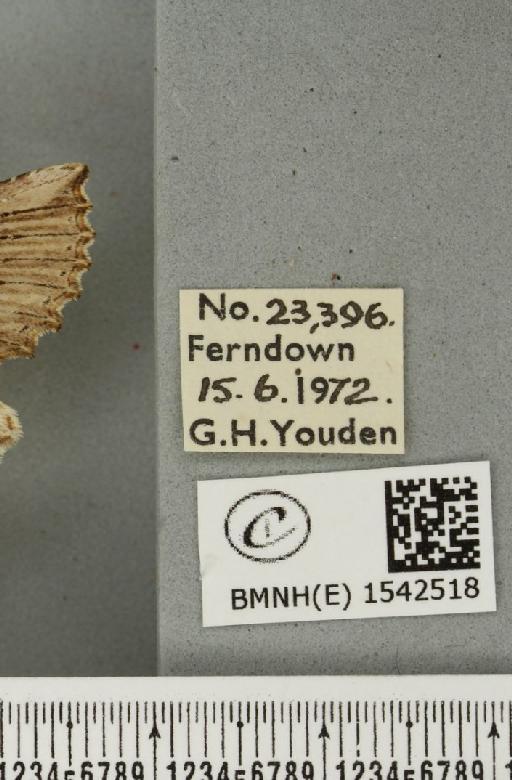 Pterostoma palpina palpina (Clerck, 1759) - BMNHE_1542518_label_246781