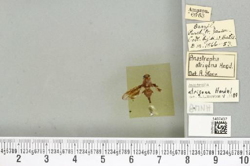 Anastrepha atrigona Hendel, 1914 - BMNHE_1467437_40334