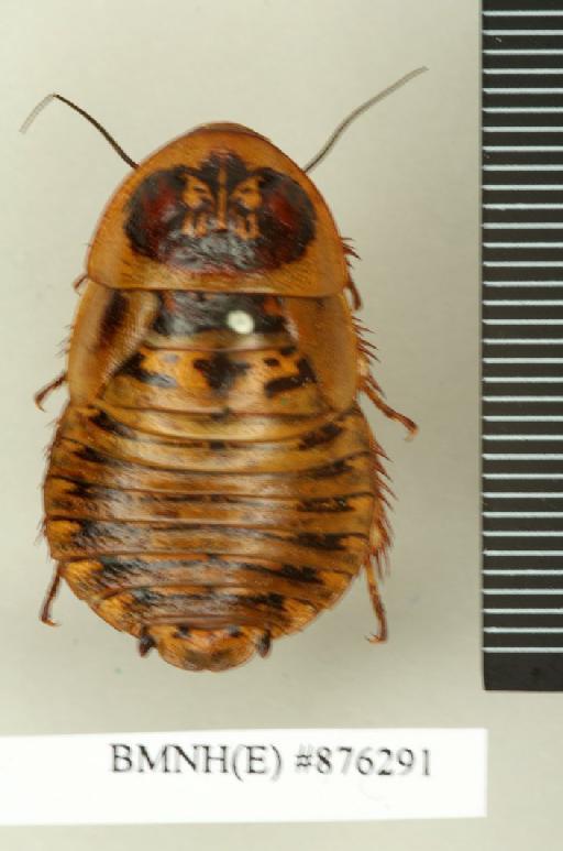 Parahormetica bilobata (Saussure, 1864) - Parahormetica bilobata Saussure, 1864, female, non type, dorsal. Photographer: Edward Baker. BMNH(E)#876291