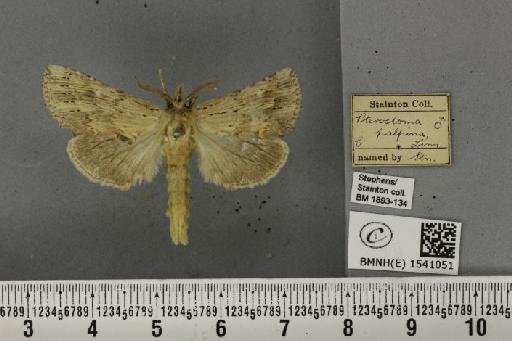 Pterostoma palpina palpina (Clerck, 1759) - BMNHE_1541051_246676