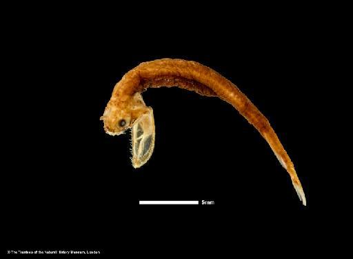 Photonectes dinema Regan & Trewavas, 1930 - BMNH 1929.7.6.171, SYNTYPE, Photonectes dinema