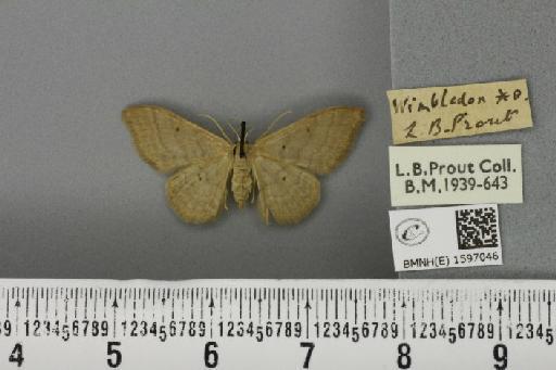 Idaea straminata ab. rufescens Cockayne, 1952 - BMNHE_1597046_299049