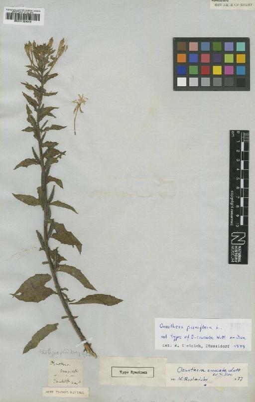 Oenothera parviflora L. - BM001024349