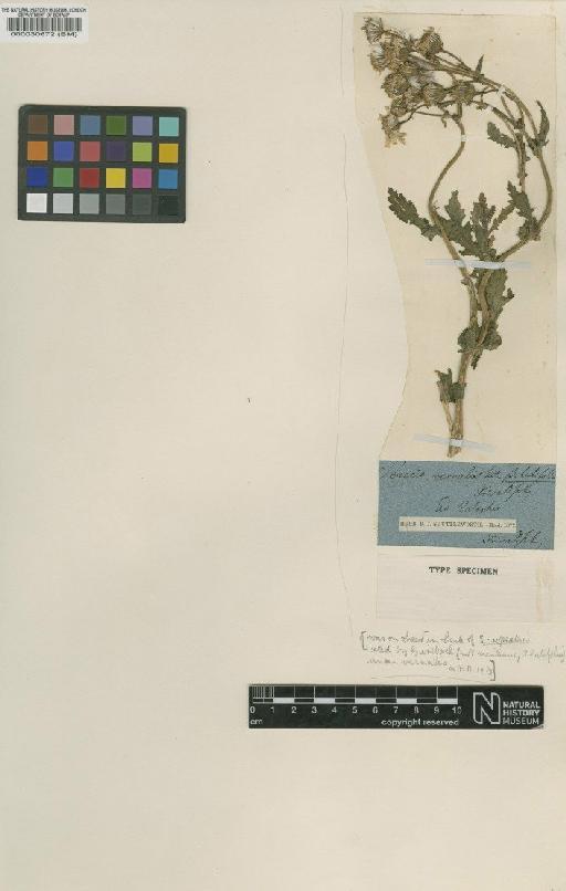 Senecio squalidus L. - BM000030672