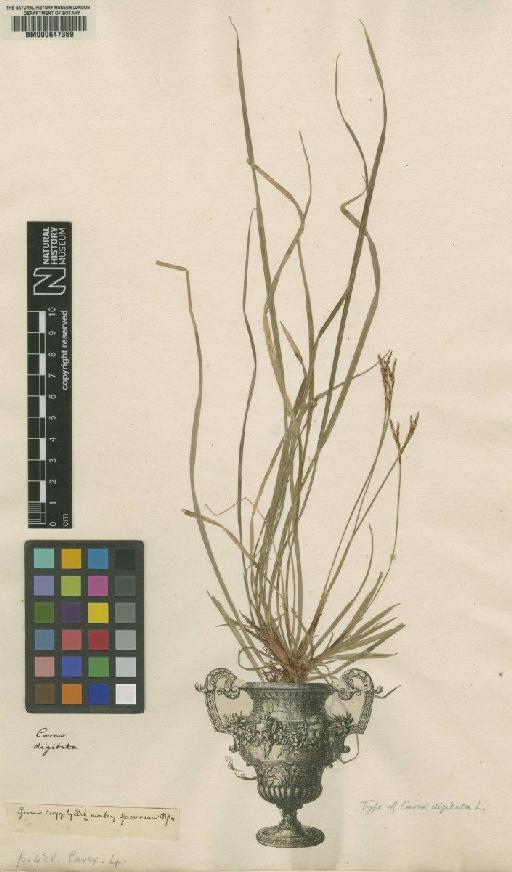 Carex digitata L. - BM000647359