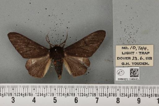 Biston betularia (Linnaeus, 1758) - BMNHE_1840445_413435