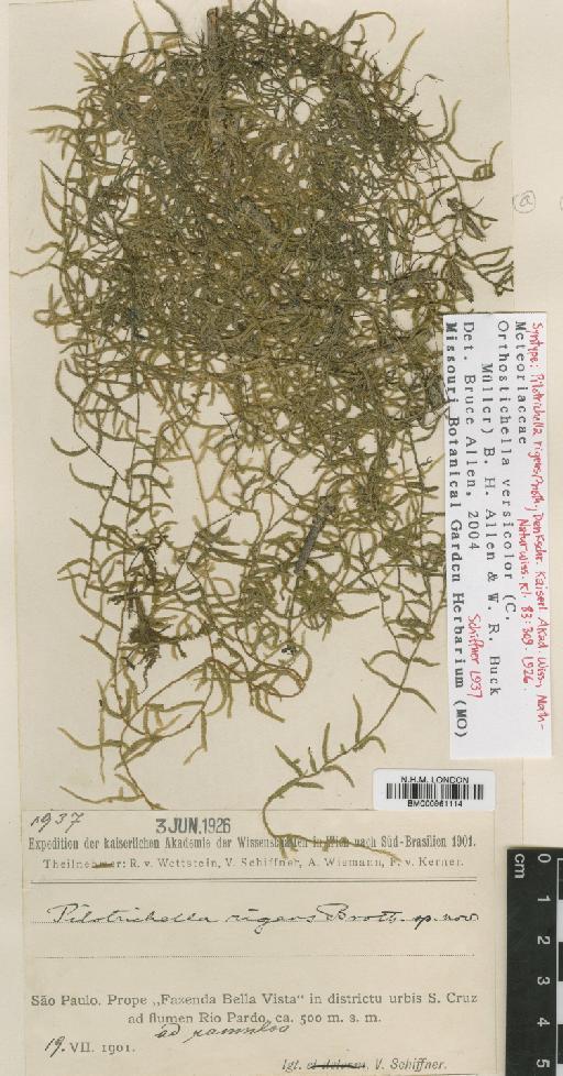 Orthostichella pachygastrella (Müll.Hal. ex Ångström) B.H.Allen & Magill - BM000961114