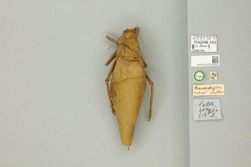 Pseudophyllus teter Walker, 1869 - 012499090_72393_86539