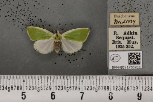 Earias clorana (Linnaeus, 1761) - BMNHE_1700763_297003