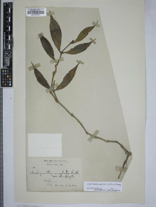 Aeschynanthus parviflorus (D.Don) Spreng. - 000883889