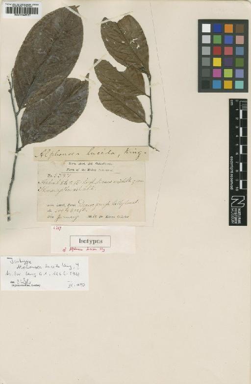 Alphonsea lucida King - BM000946057