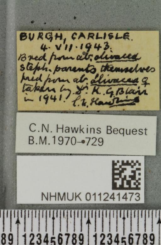 Antitype chi (Linnaeus, 1758) - NHMUK_011241473_label_642425