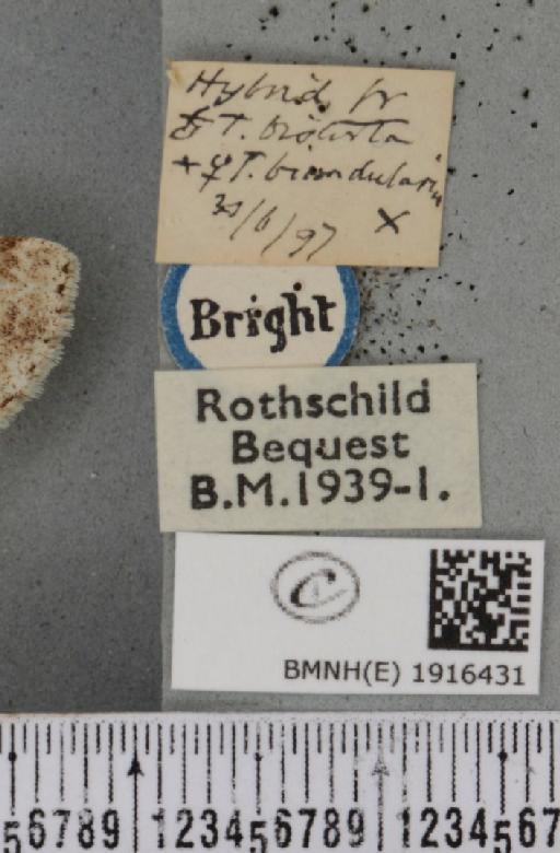 Ectropis crepuscularia (Denis & Schiffermüller, 1775) - BMNHE_1916431_label_483198