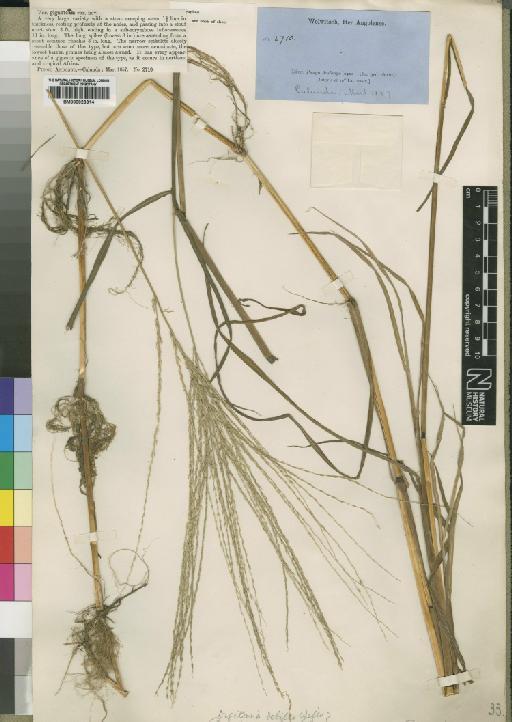 Digitaria debilis var. gigantea Rendle - BM000923314