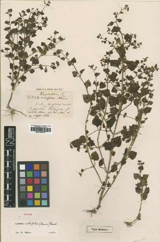 Lindernia urticifolia Bonati - BM000997871