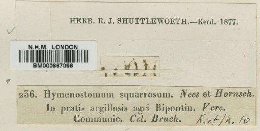 Weissia squarrosa (Nees & Hornsch.) Müll.Hal. - BM000867096