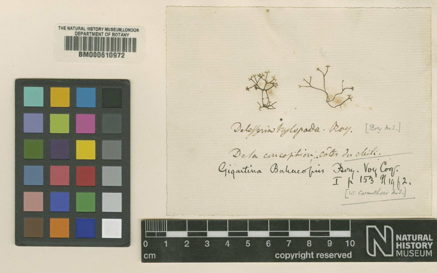 To NHMUK collection (Gigartina batracopus Bory; TYPE; NHMUK:ecatalogue:4789758)