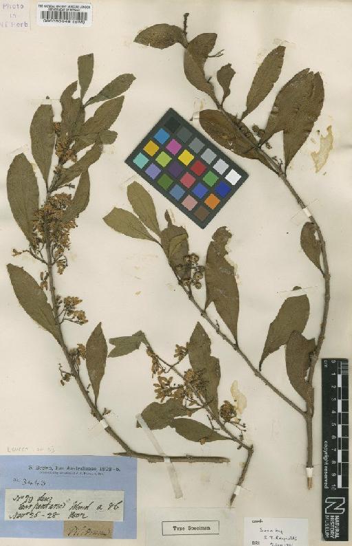 Canthium attenuatum R.Br. - BM000053948