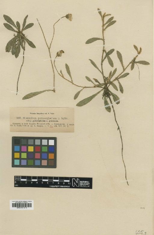 Hieracium faurei subsp. poliocephalum Nägeli & Peter - BM001047513