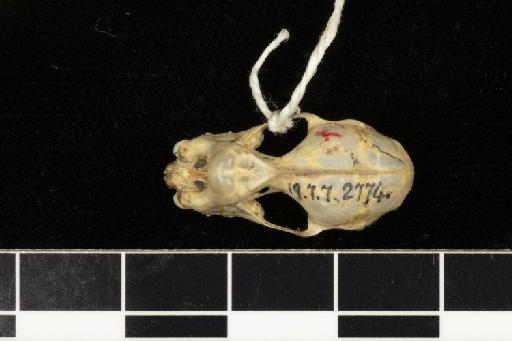Rhinolophus aethiops diversus Sanborn, 1939 - 1919_7_7_2774-Rhinolophus_aethiops_diversus-Type-Skull-dorsal