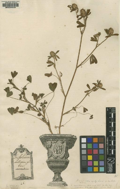 Trifolium stellatum L. - BM000646754