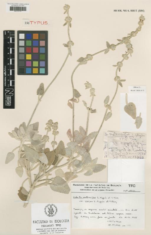 Sideritis oroteneriffae var. arayae Negrín & P.Pérez - BM001217417