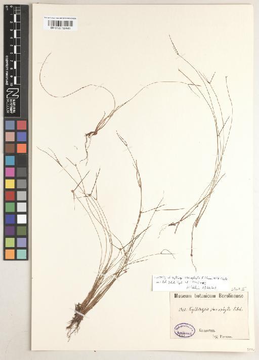 Kyllinga stenophylla K.Schum. ex C.B.Clarke - BM013718448