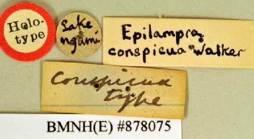 Epilampra conspicua Walker, 1868 - Epilampra conspicua Walker, F, 1868, unsexed, holotype, labels. Photographer: Heidi Hopkins. BMNH(E)#878075