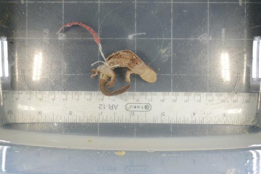 Hynobius nebulosus - Image of specimen 1926.6.3.3