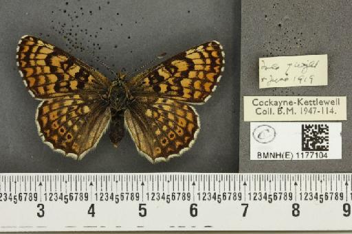 Melitaea cinxia ab. interligata Cabeau, 1926 - BMNHE_1177104_49085