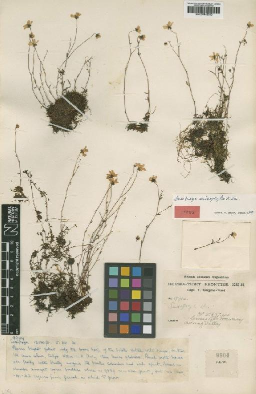 Saxifraga anisophylla Harry Sm. - BM000946640