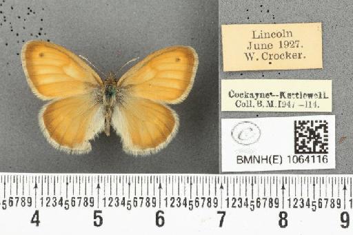 Coenonympha pamphilus ab. partimtransformis Leeds, 1950 - BMNHE_1064116_25280