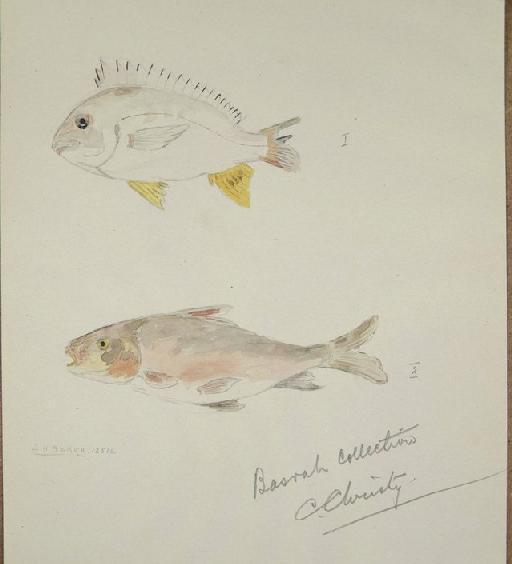 Barbus rajanorum Heckel, 1843 - Zoology Accessions Register: Fishes: 1912 - 1936: page 82B