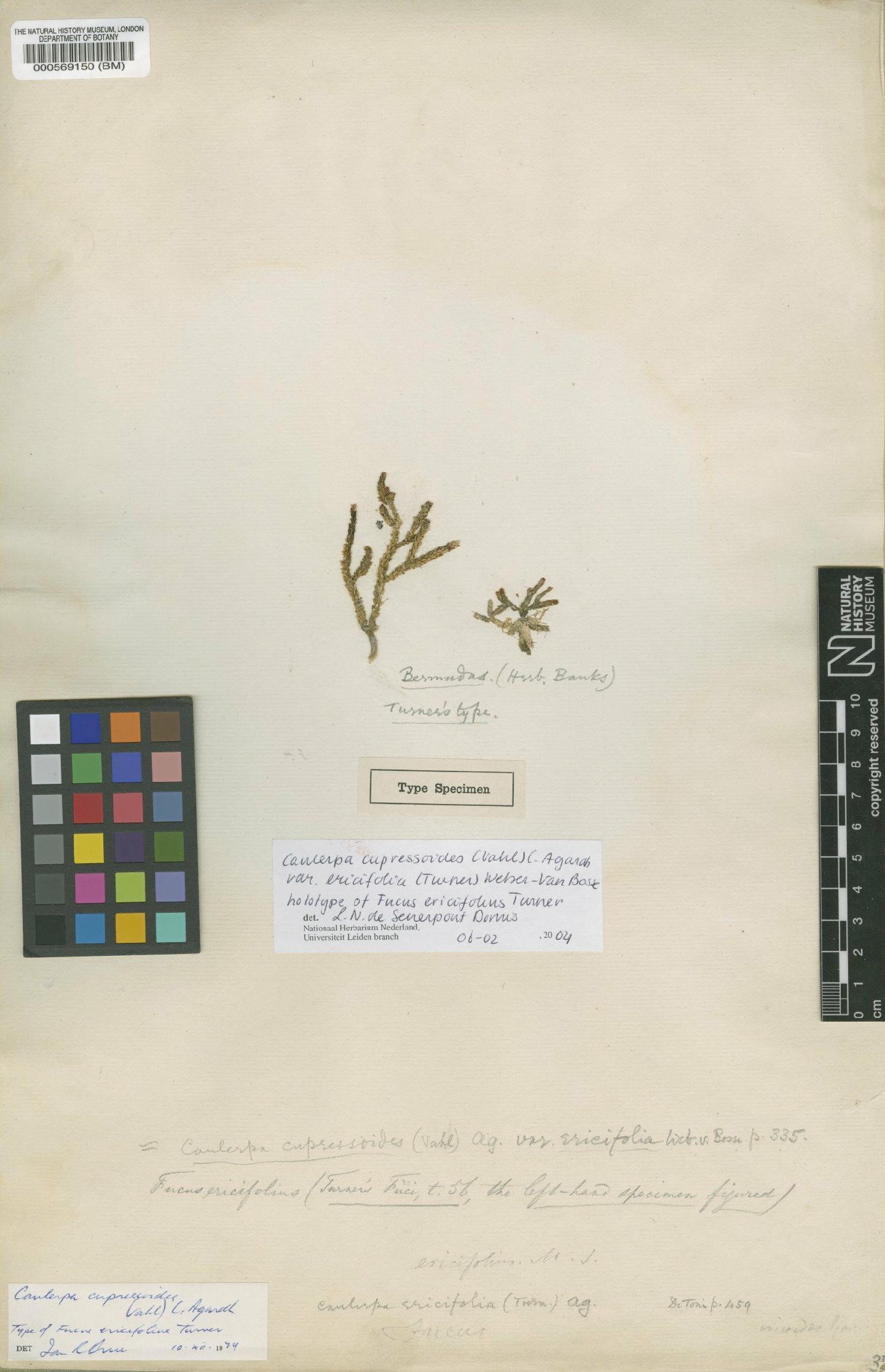 To NHMUK collection (Caulerpa cupressoides var. ericifolia (Turner) van Bosse; Holotype; NHMUK:ecatalogue:4829917)